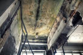 Best Mold Prevention Services  in Cedar Grove, WI